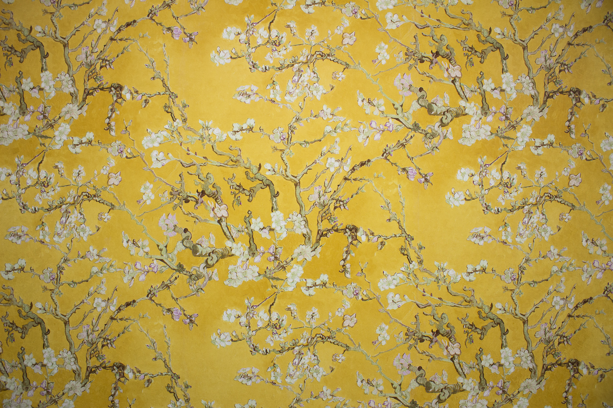picture with almond tree flowers
