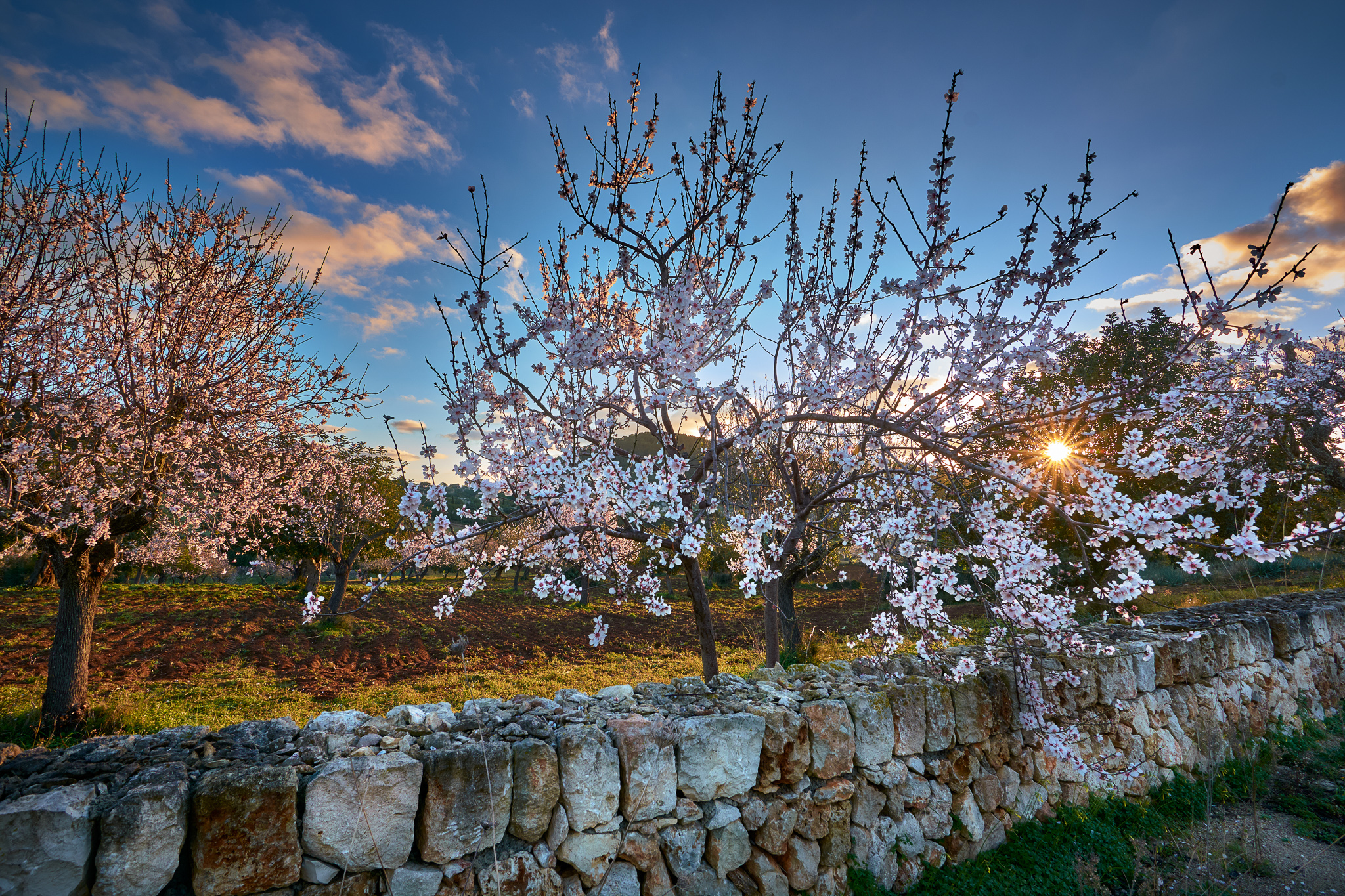 Almond trees near a stone wall