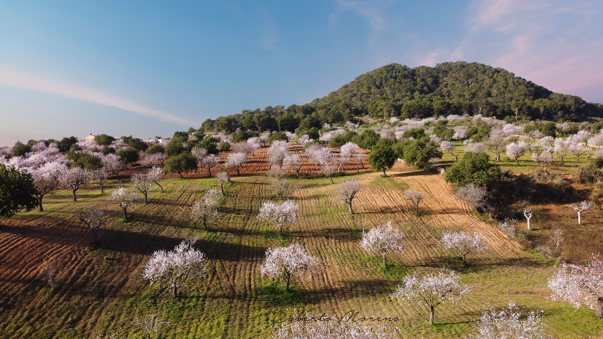 Almond trees in the forest