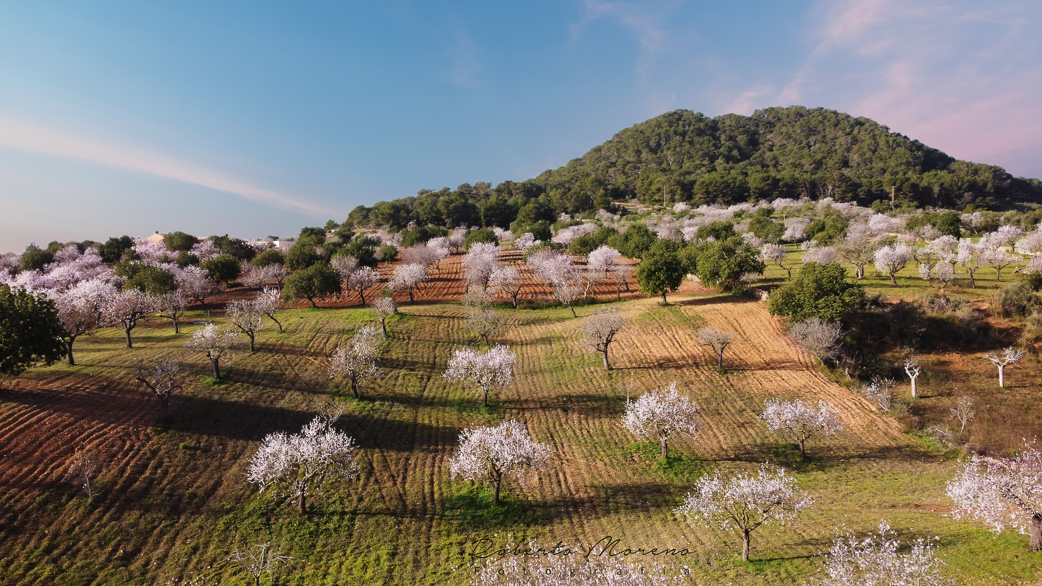 forest with almond trees