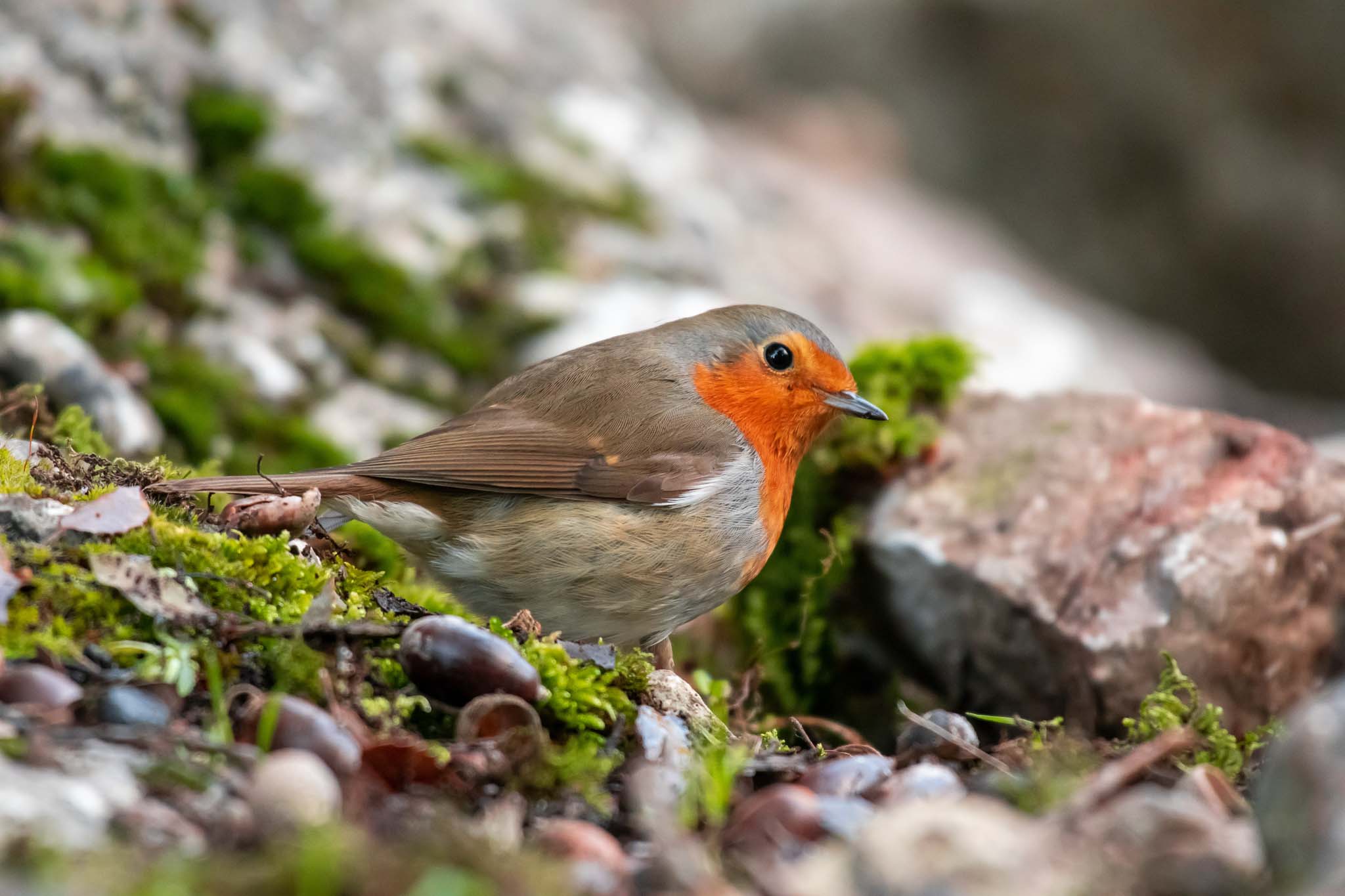 bird