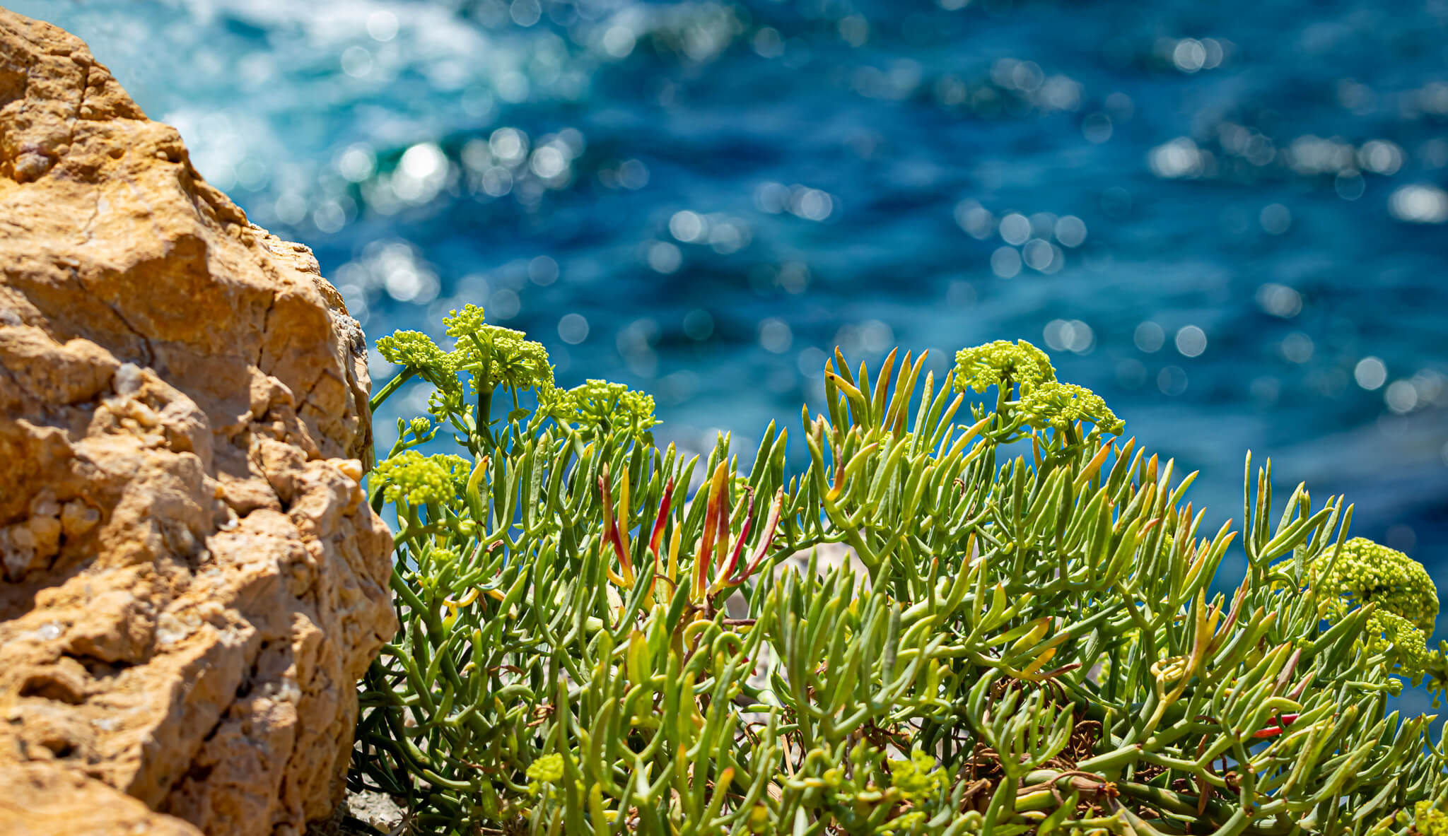 Typical Mallorca plant on the rocks near the sea