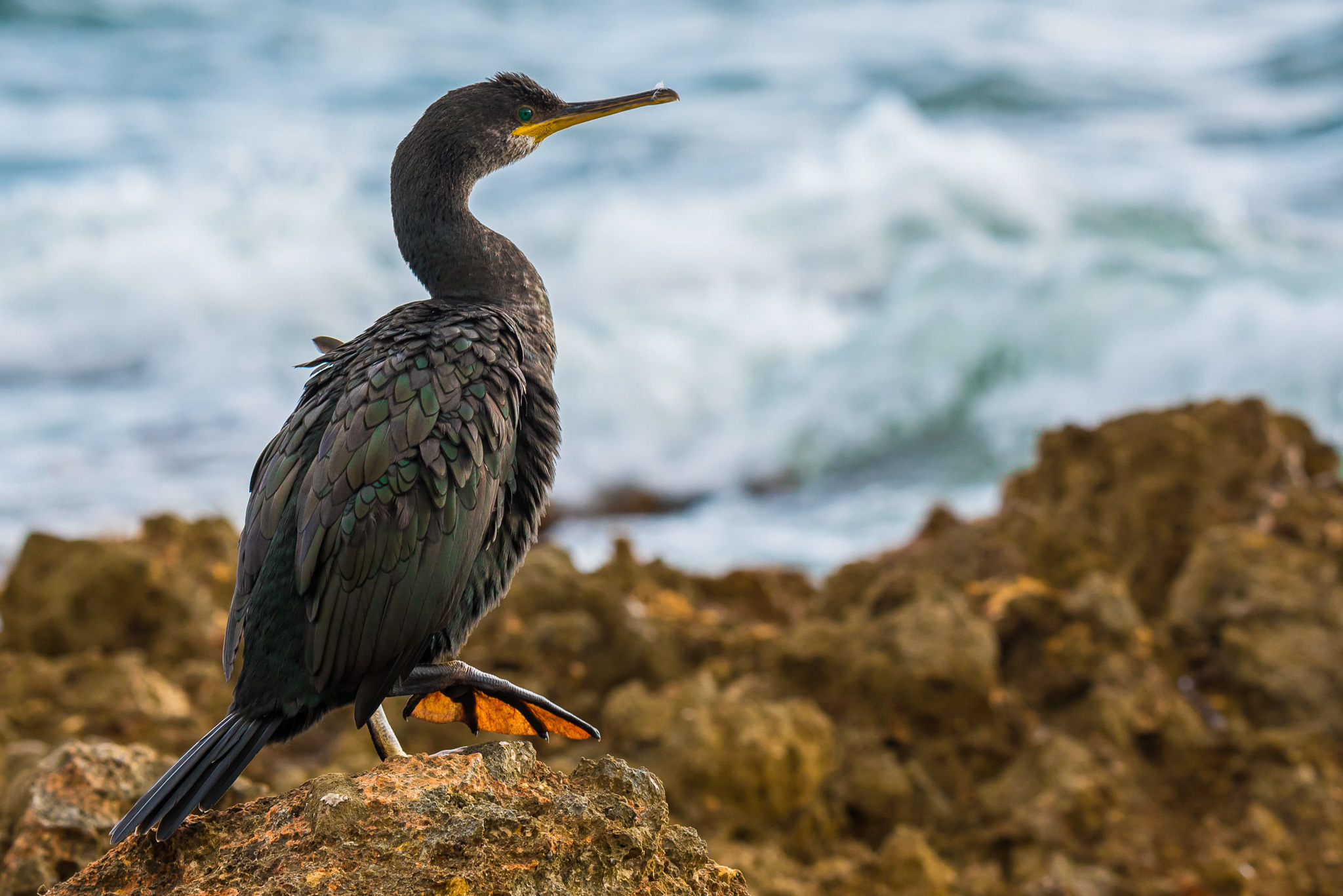 Typical animal of the coast of Mallorca