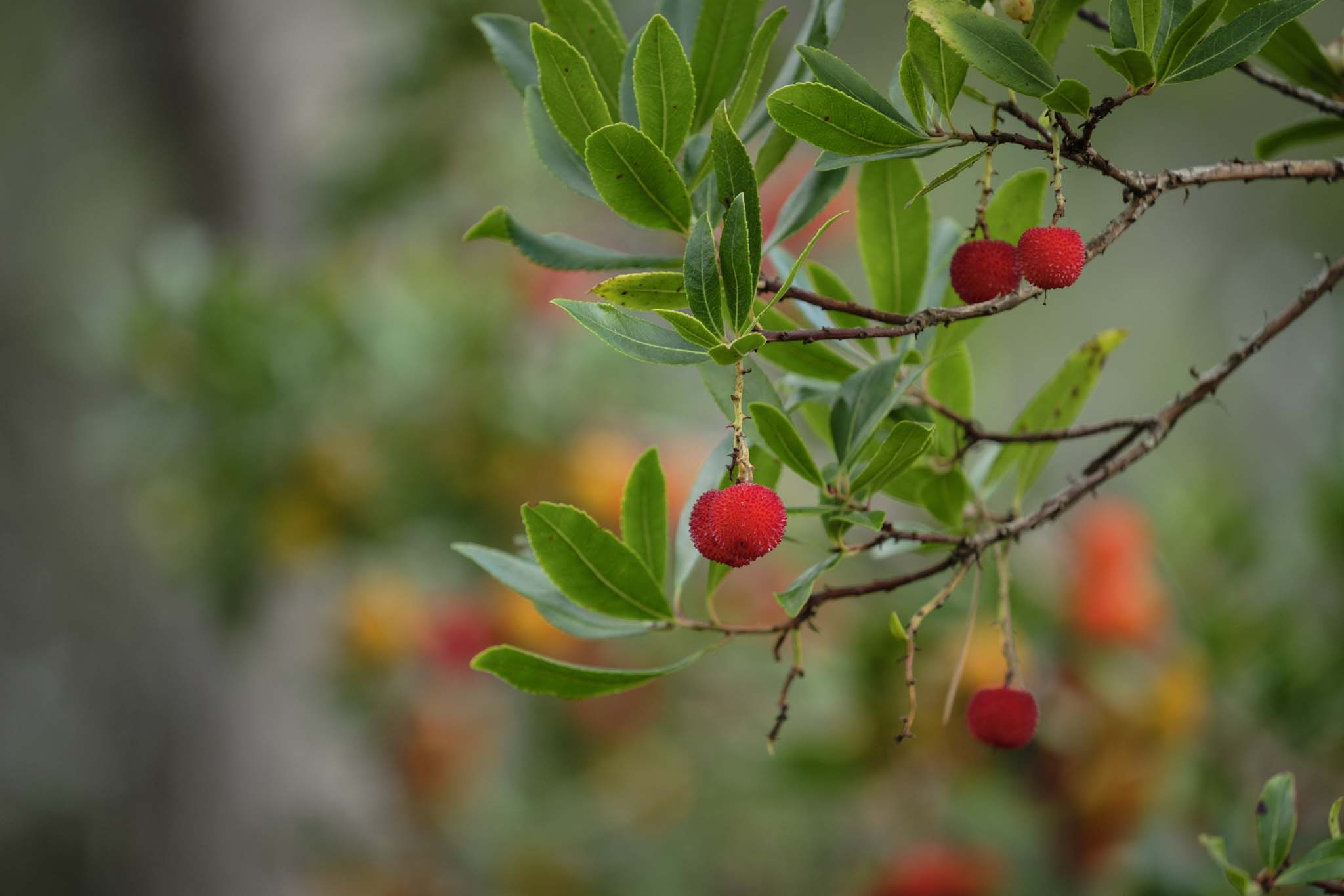 Fruit tree