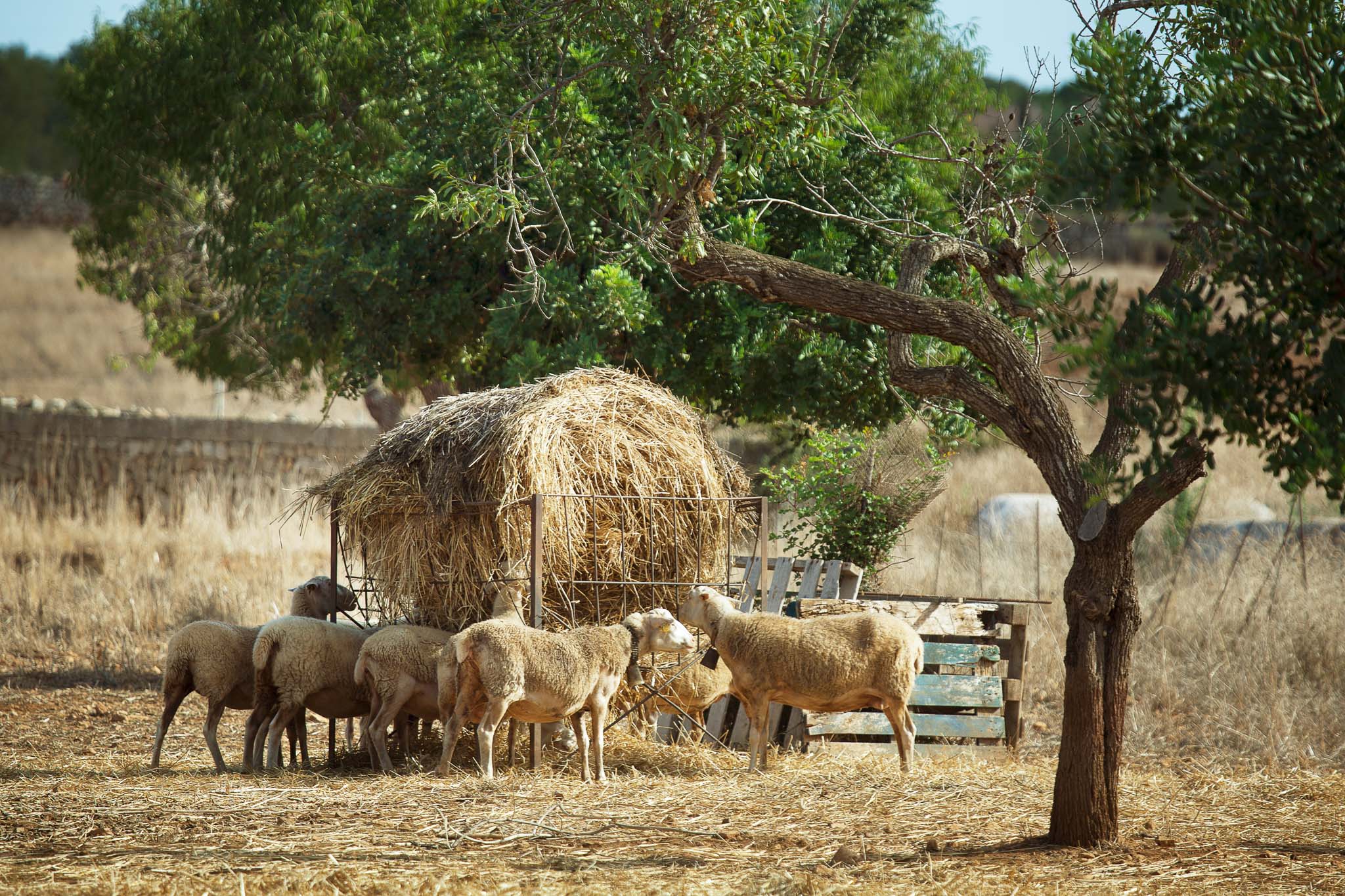 sheep eating straw