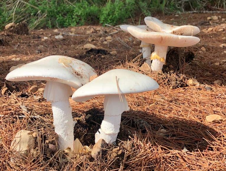 mushrooms in the forest