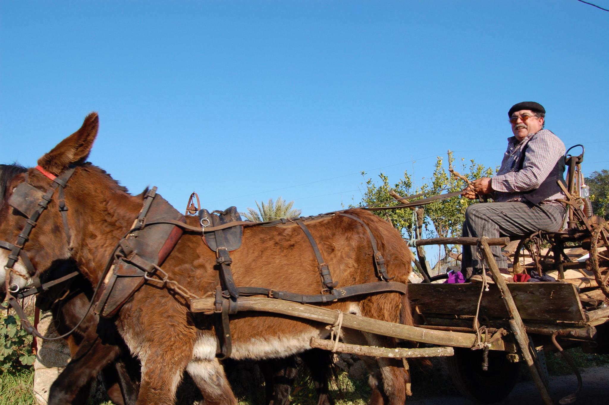 cart drawn by a donkey