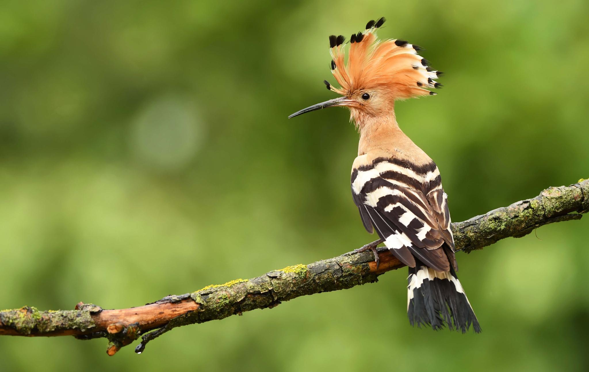 puput, pájaro típico mallorquín