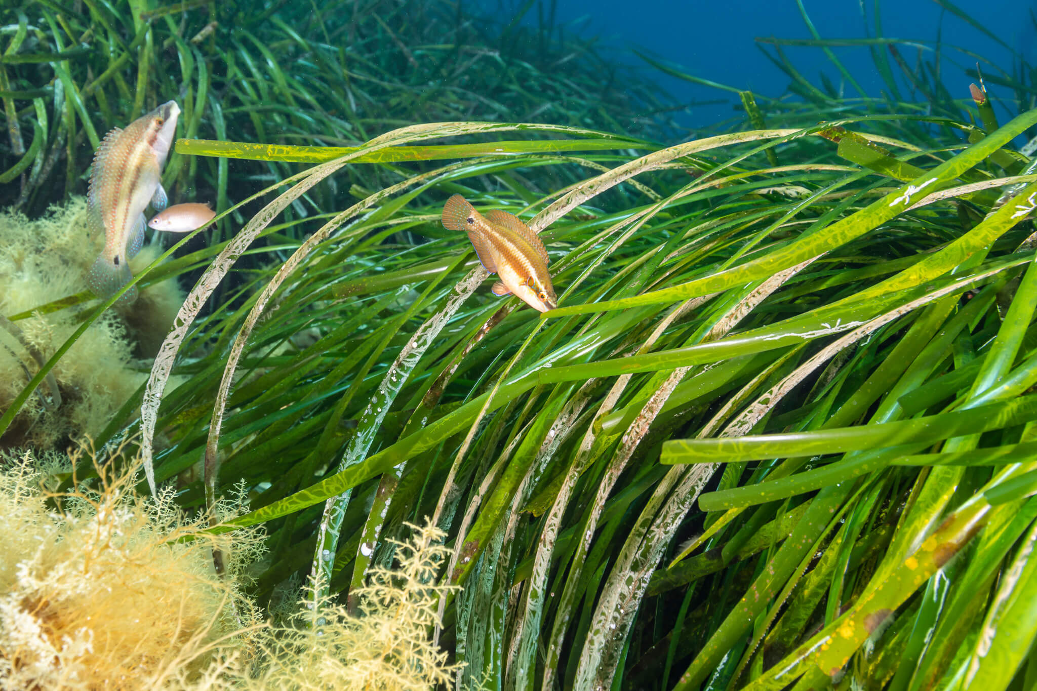 posidonia