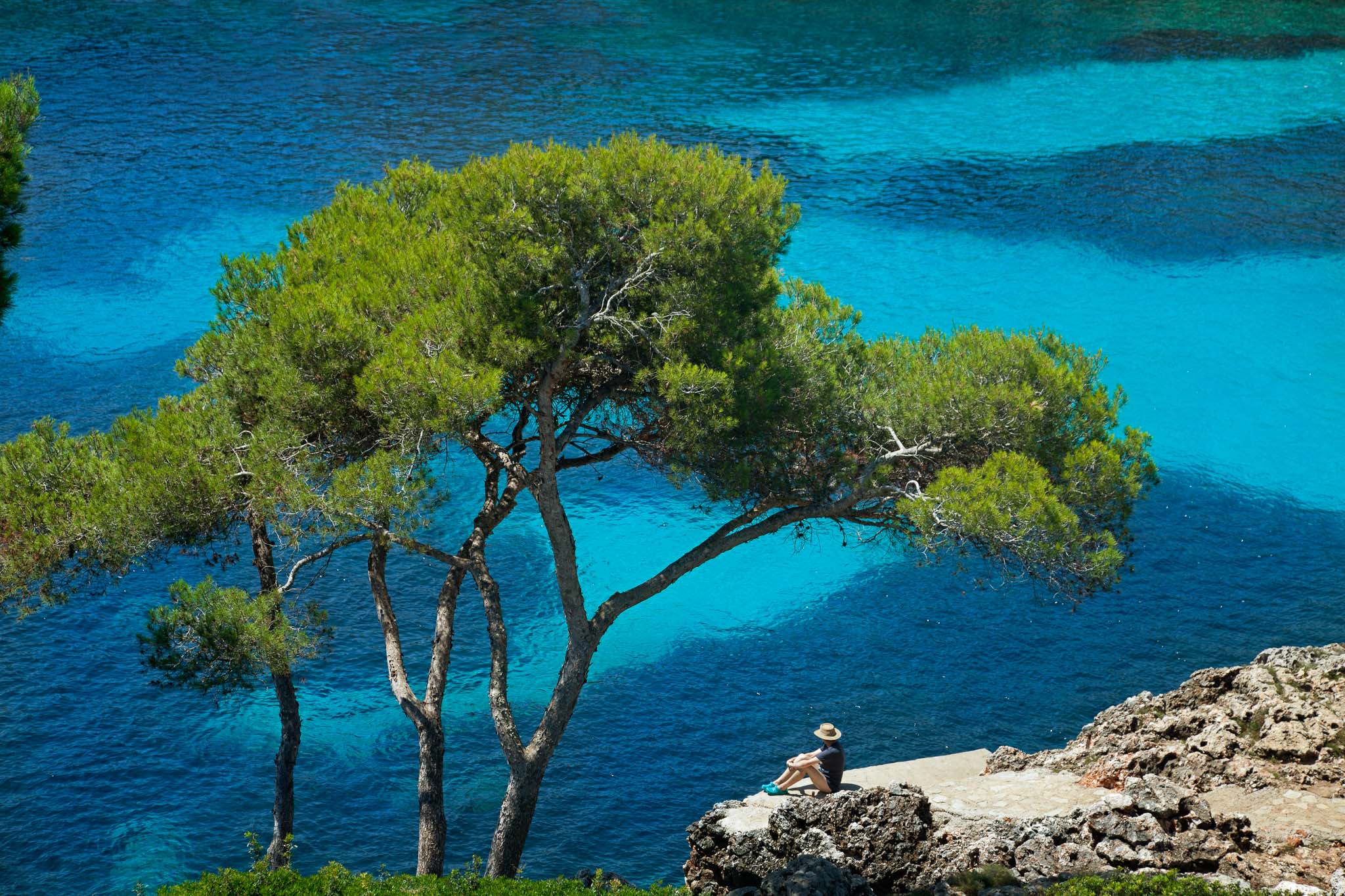 coast of cala d'or with pine trees and turquoise water