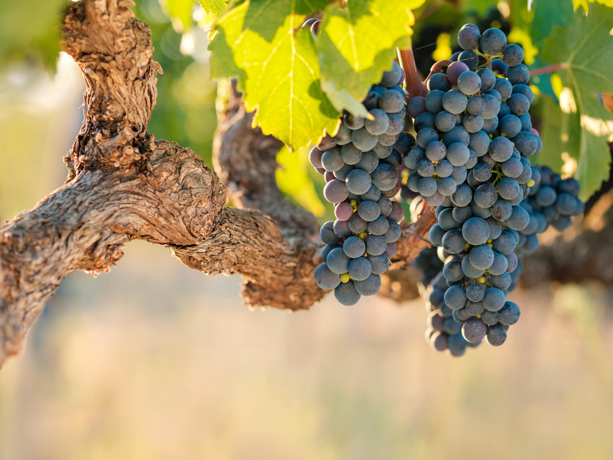 grapes