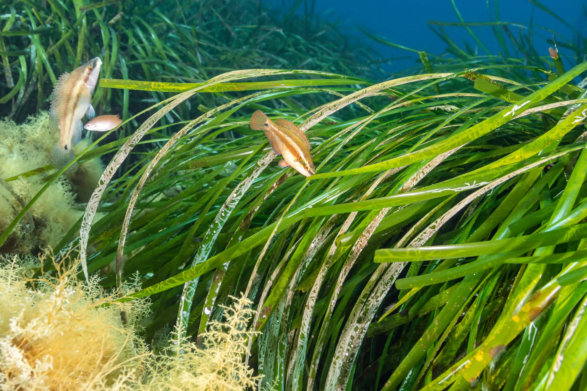 posidonia in the sea